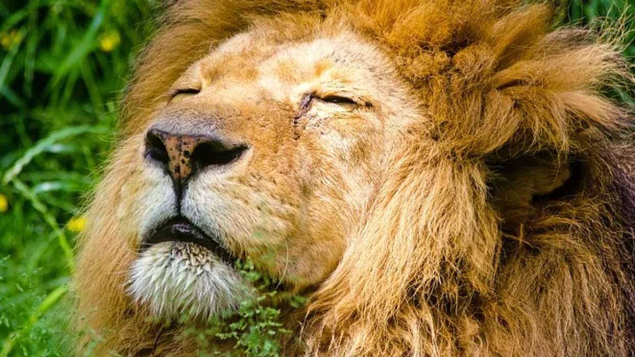 Первого в мире уникального лилигра показали в Сафари-парке Приморья