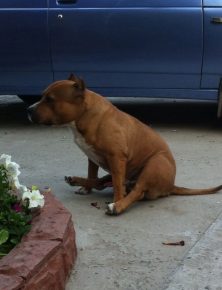 Собаки сидят на шпагате: прикольные фото Собаки сидят на шпагате: прикольные фото