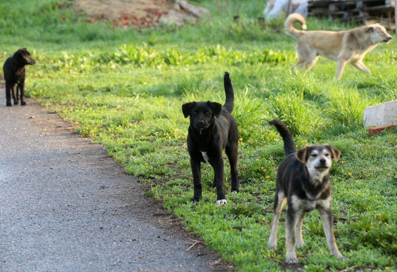В Мостовском районе живодёр убил и съел двух собак