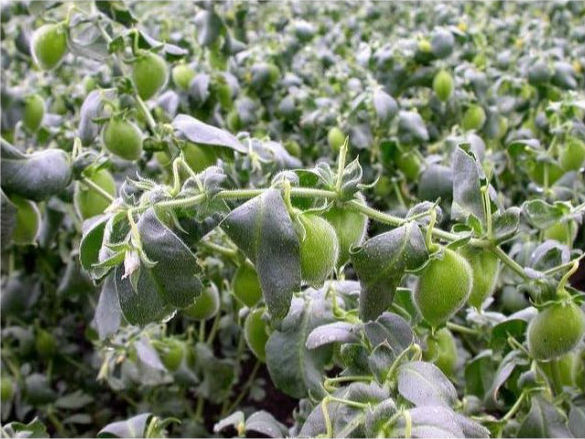 Готовы поспорить, что вы никогда не видели, как растут эти 20 продуктов Готовы поспорить, что вы никогда не видели, как растут эти 20 продуктов