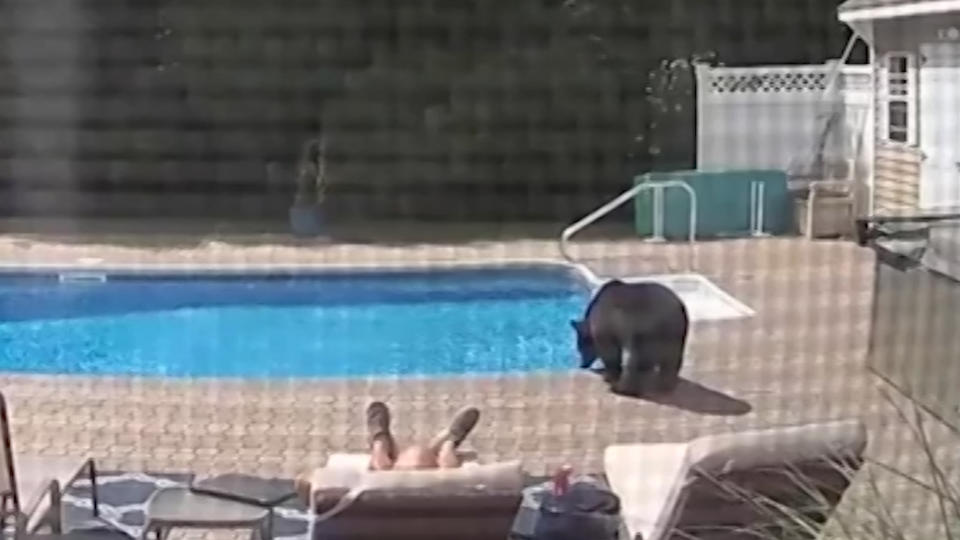 Медведь попил воды из бассейна и напугал спящего на шезлонге мужчину
