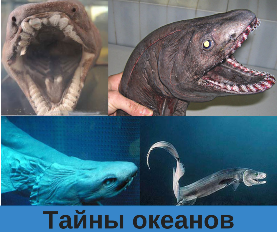 Плащеносная акула. Верхнее правое фото взято с аккаунта http://instagram.com/rfedortsov_official_account