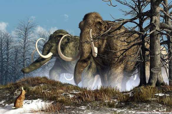 Учёные хотят «воскресить» вымерших мамонтов | Русская весна