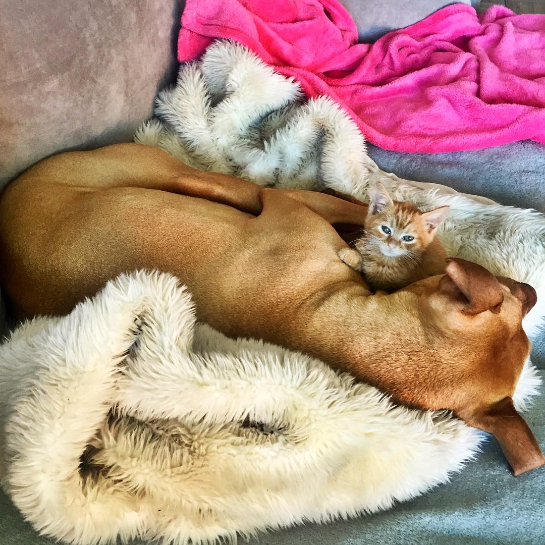 питбуль любит котенка как дочку