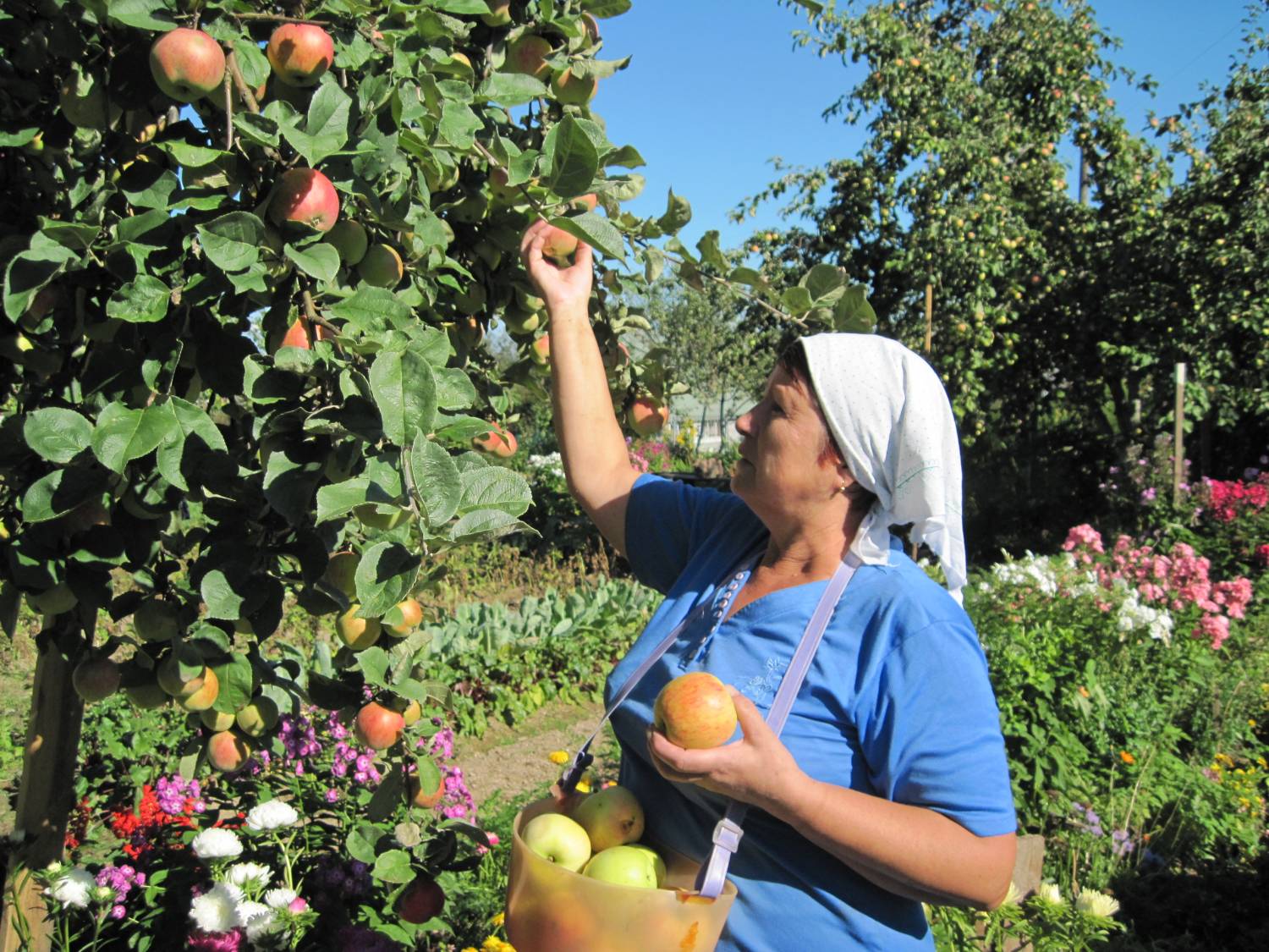 Садовод это профессия. Сбор урожая в саду. Сбор яблок в саду. Сбор фруктов. Собираем урожай.