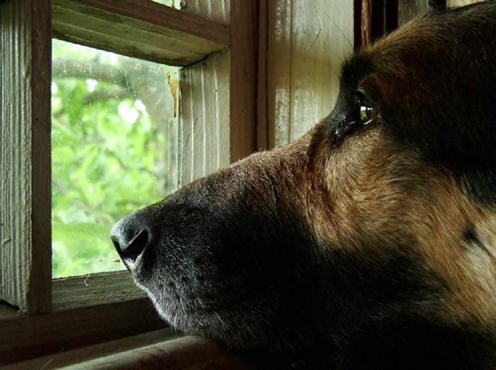 Скучать вокруг. Собака ждет. Пес ждет хозяина. Преданная собака ждет. Собака скучает.