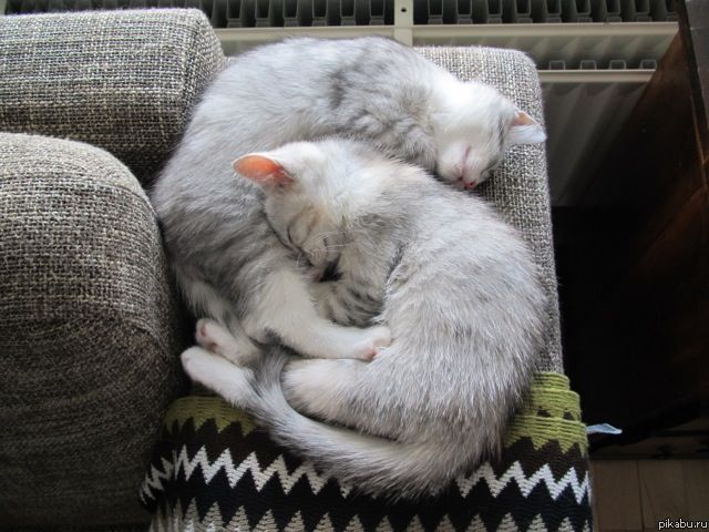 Милейший пост о самых сладких снах Милейший пост о самых сладких снах животные,Истории из жизни,позитив,Смешные животные