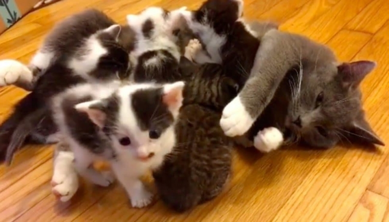 На улице нашли пятерых брошенных котят без мамы-кошки
