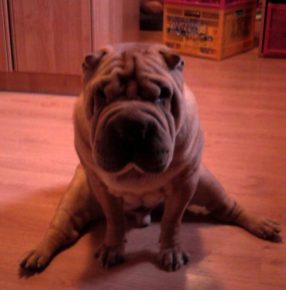 Собаки сидят на шпагате: прикольные фото Собаки сидят на шпагате: прикольные фото