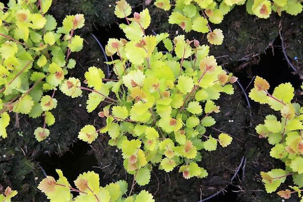 Берёза карликовая сорта &amp;amp;amp;amp;amp;amp;#39;Golden Treasure&amp;amp;amp;amp;amp;amp;#39;. Фото с сайта leendersplants.nl