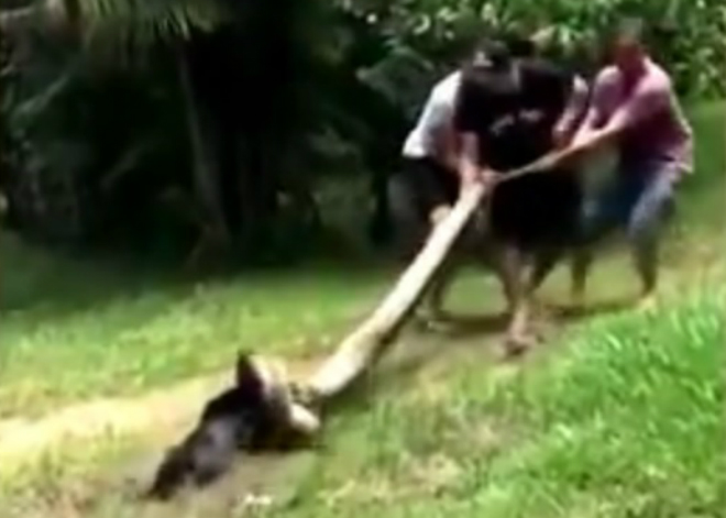 Бразилец подрался с 5-метровой анакондой и чудом спас свою собаку