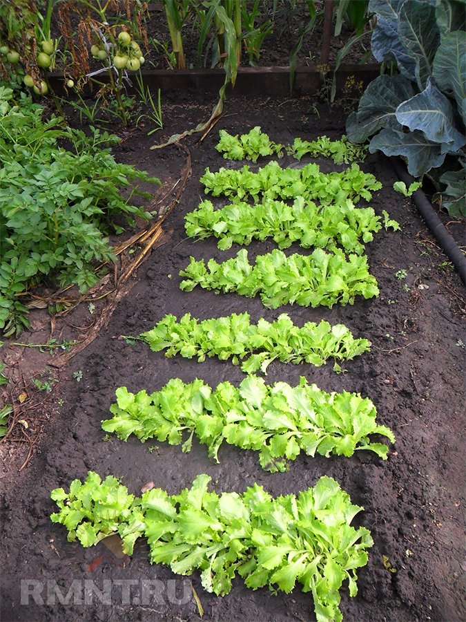 Что можно посадить в огороде в августе можно, в августе, очень, чтобы, зелени, время, урожай, который, будет, посадить, успеть, сорта, капусты, и других, культур, осенние, получить, в сентябре, переносит, вкусной
