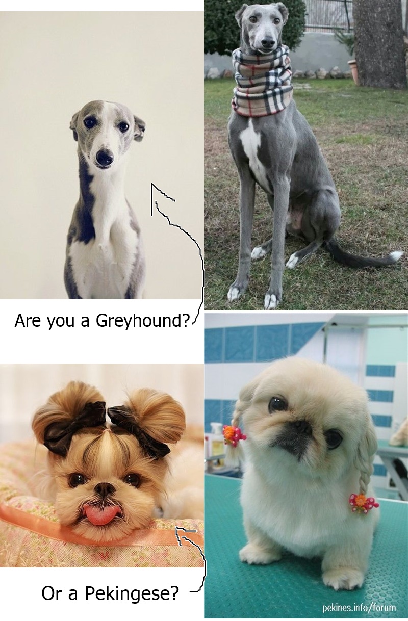 GREYHOUND VS PEKINGESE