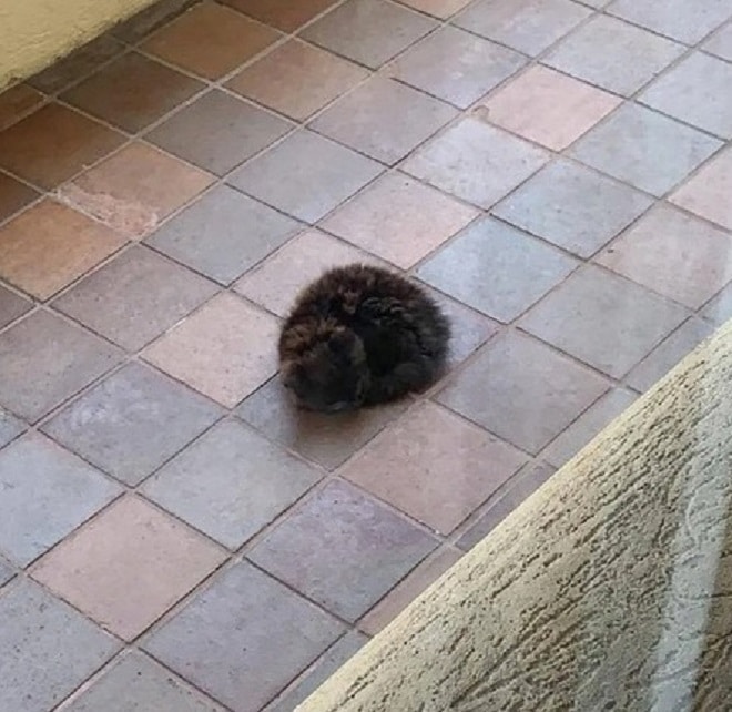 Котенок лежит