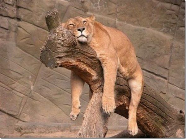 Милейший пост о самых сладких снах Милейший пост о самых сладких снах животные,Истории из жизни,позитив,Смешные животные