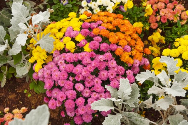 С чем посадить хризантемы: 7 гармоничных вариантов хризантем, хризантемы, может, можно, посадки, также, создать, будут, растения, могут, например, цветение, способны, культур, составить, очень, цветника, позволяет, будет, лучше