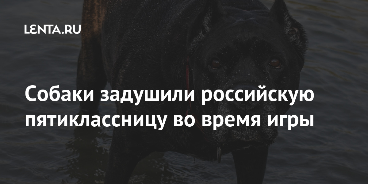 Собаки задушили российскую пятиклассницу во время игры Собаки задушили российскую пятиклассницу во время игры Подмосковье, собаки, жилого, подъезда, козырьке, нашли, укусов, следами, 14летней, школьницы, марта, SHOT14, уточняет, Москве, квартира, родителей, сбежала, поселилась, знакомого, подростка