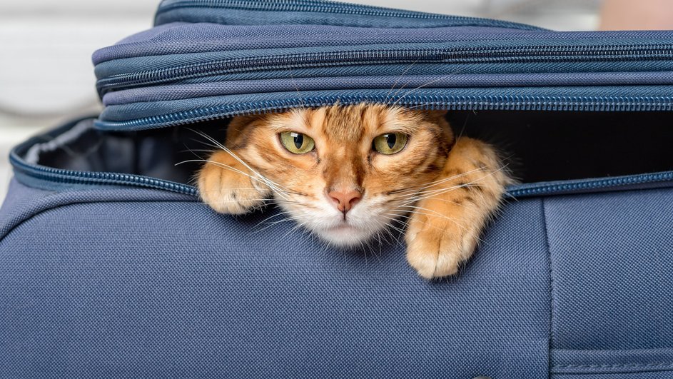 Кошка в синем домике-чемодане