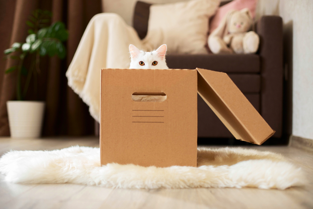 кошки и коробки