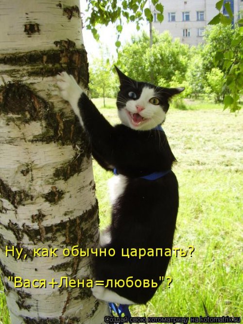 Свежая котоматрица (26 фото)