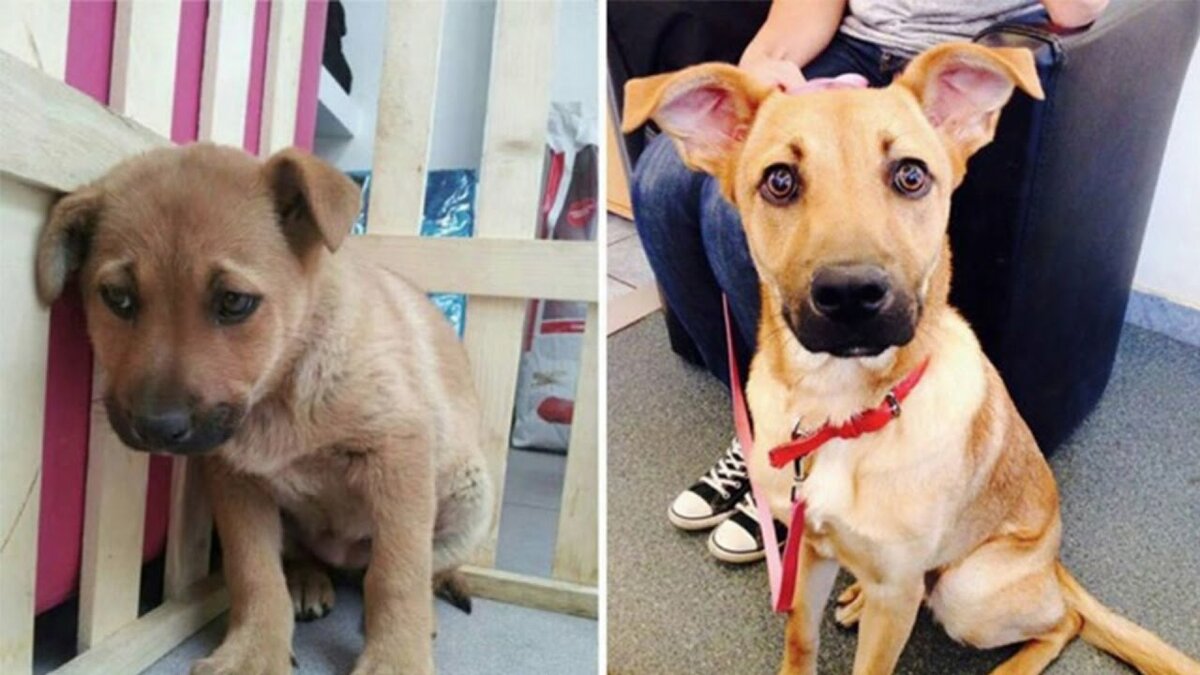 Собаки из приюта до и после