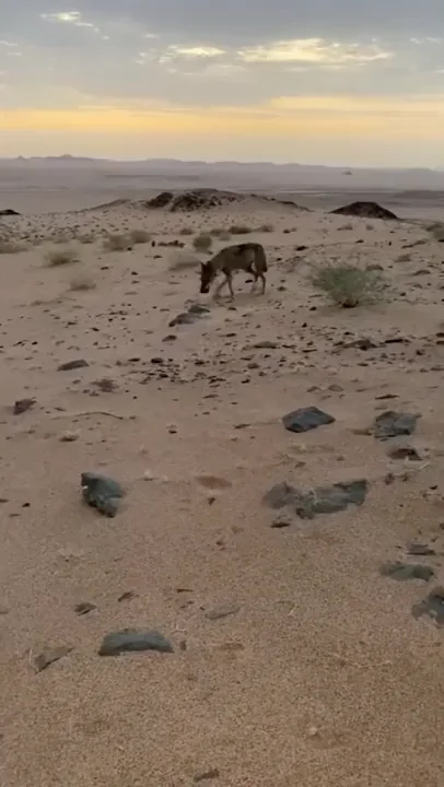 Пастух увидел страдающего от жажды пустынного волка и решил помочь Культура