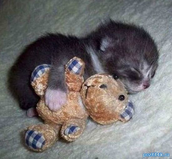 Милейший пост о самых сладких снах Милейший пост о самых сладких снах животные,Истории из жизни,позитив,Смешные животные