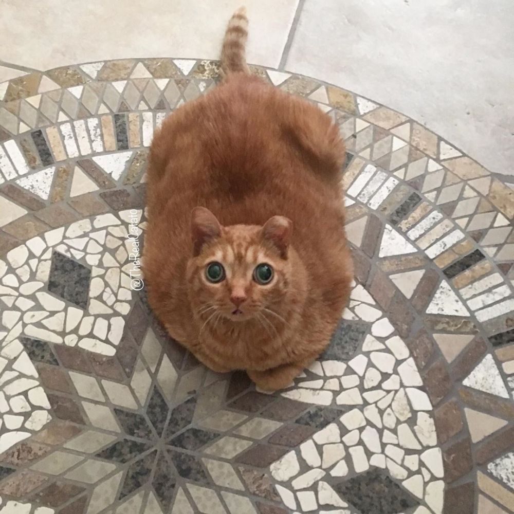 кошка картошка фото