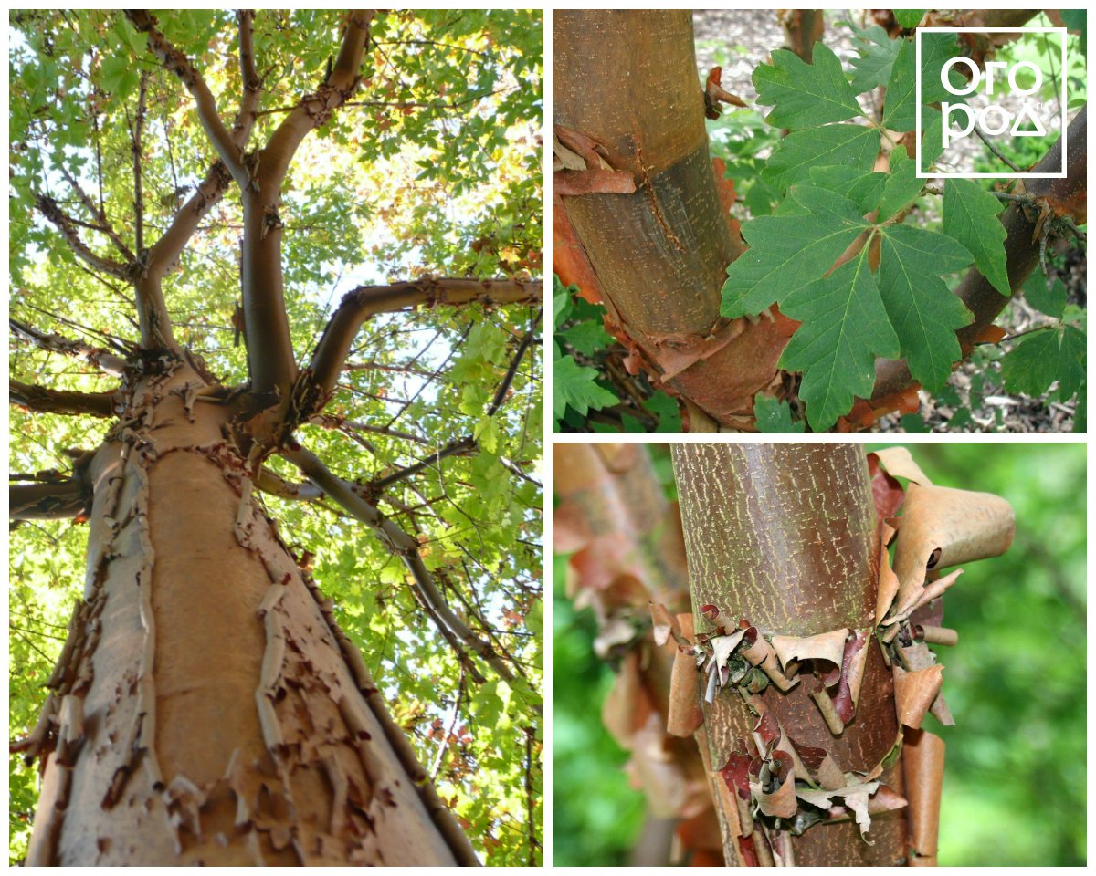 Клен серый (Acer griseum)