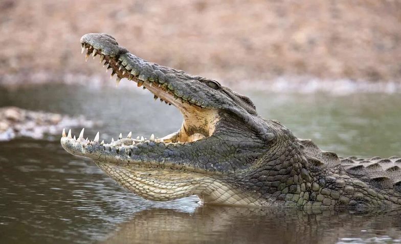 В Индии из-за древнего обычая девушка погибла в пасти крокодила