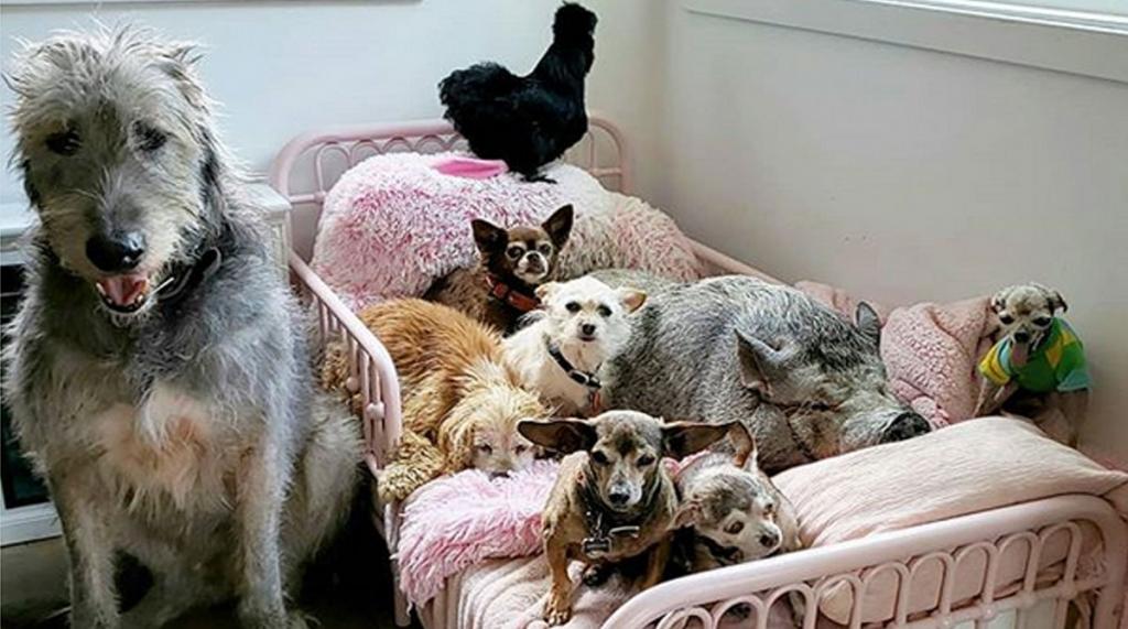 Дом престарелых для четвероногих: Стив Грейг берет себе животных в возрасте и обеспечивает им спокойную жизнь герои,доброта,животные,жизнь,люди,общество