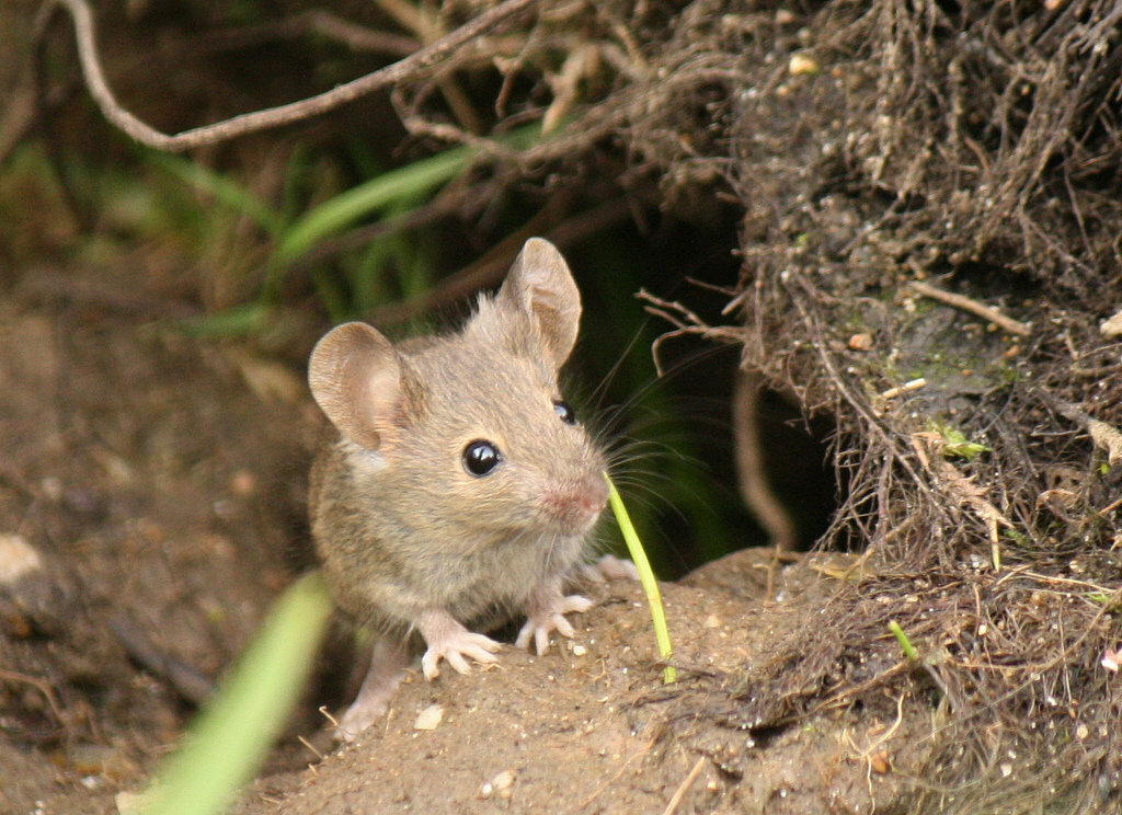 Виды, нарушающие работу экосистем называются инвазивными. И домовая мышка входит в сотню самых опасных инвазивных животных.