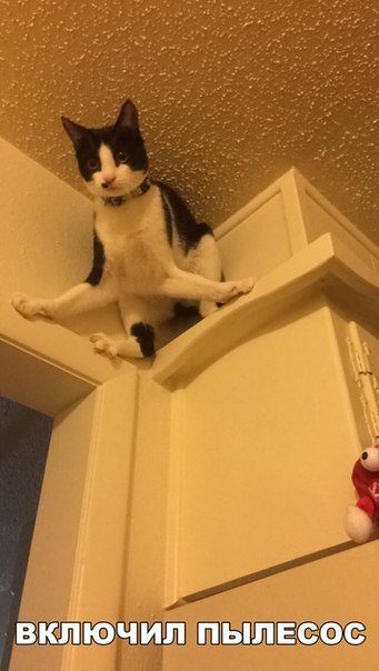 Свежие прикольные фотомемы