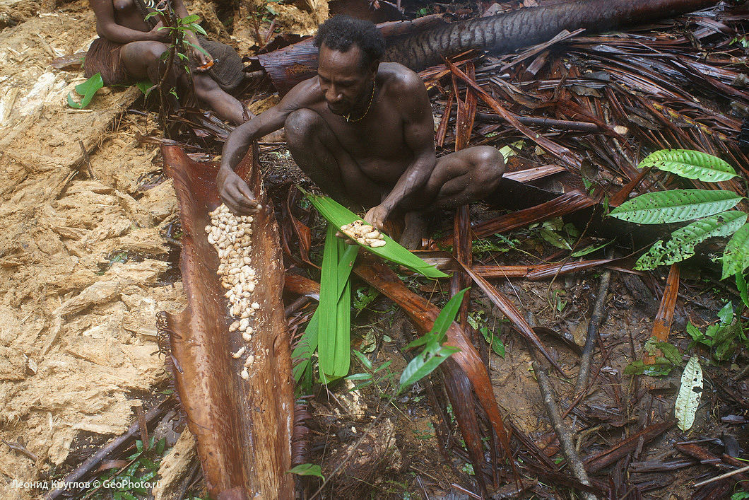 Люди живущие на деревьях. Новая Гвинея. Племя КОРОВАИ. Племя КОРОВАИ Папуа новая Гвинея. Племя КОРОВАИ Папуа женщины. Племя караваи новая Гвинея женщины.