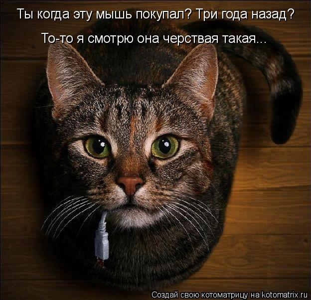 Котоматрица: Ты когда эту мышь покупал? Три года назад? То-то я смотрю она черствая такая...