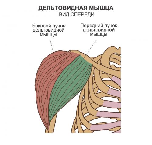 Кость вращение вокруг своей оси при поднятии плеча. Биомеханика плеча 03