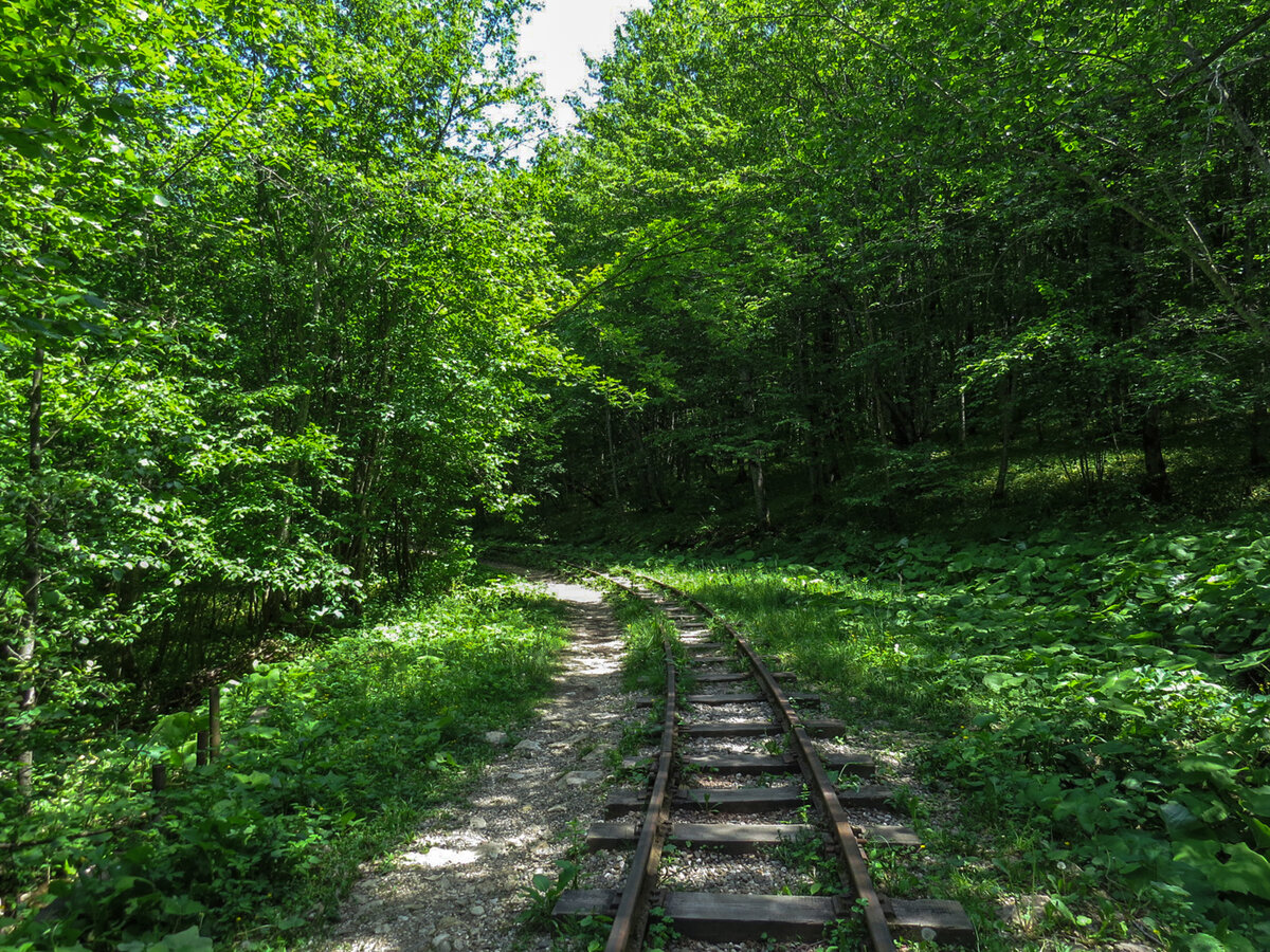 Лес постепенно поглощает железную дорогу. 