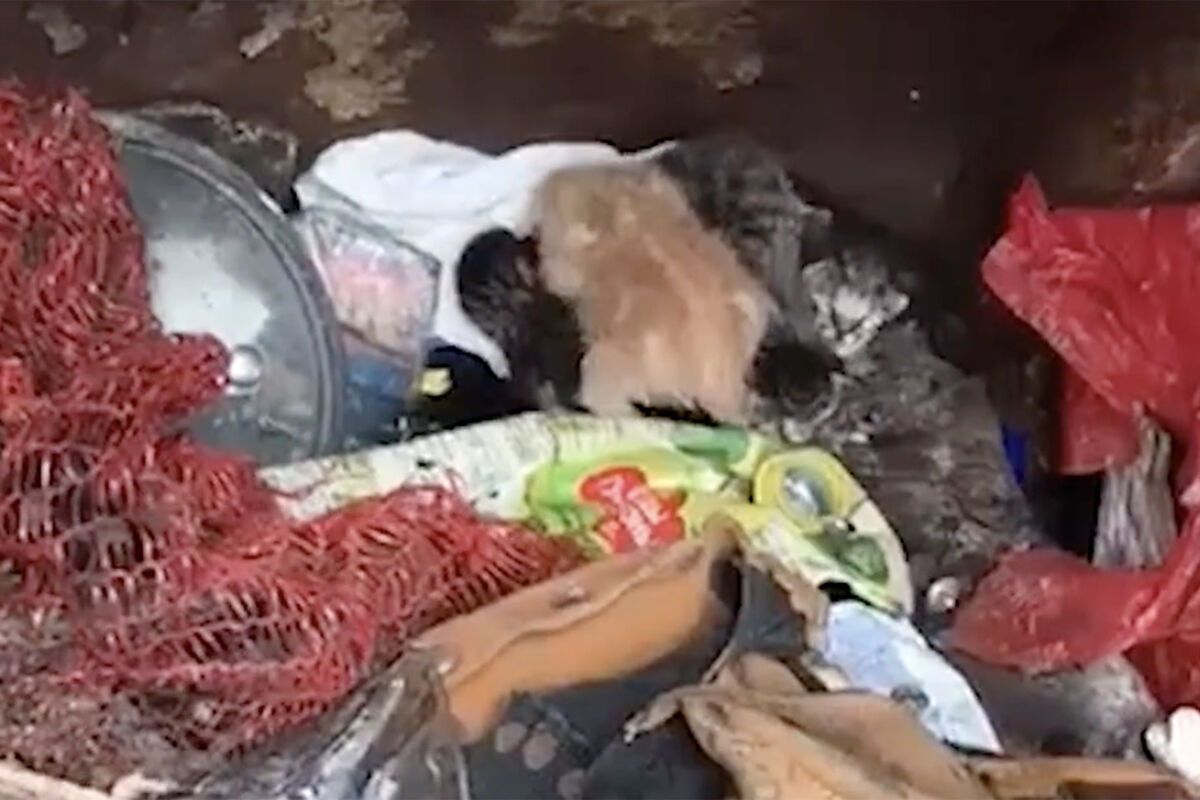 Mash: в Петербурге в кузове мусоровоза нашли четверых котят