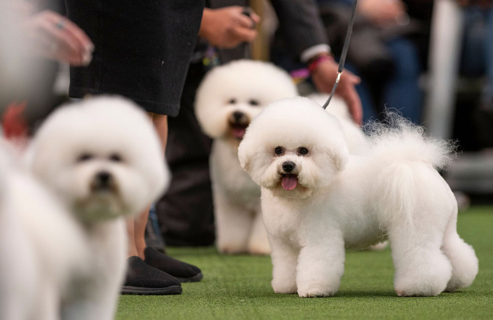 Выставка собак Westminster Kennel Club 2020 животные,Путешествия,фото