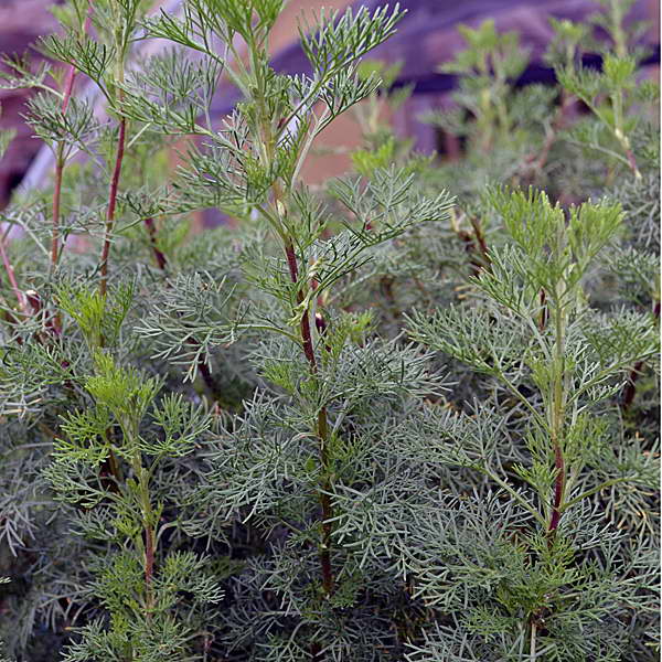 Полынь лечебная Божье дерево Artemisia abrotanum фото