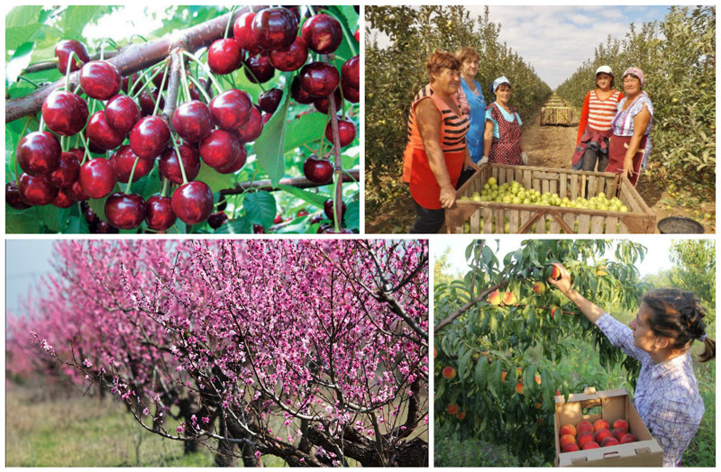 В Крыму имеются и другие фруктовые сады - черешня, вишня, яблоки, слива, груша, персики. заработать, интересное, крым, отдых
