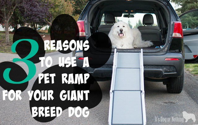 Many of us think that since our giant breed dogs are completely healthy, we don't need to worry about their joints until they get older. We have three reasons why you should consider using a pet ramp for your giant breed dog as well as some information about the Solvit Deluxe Tri-Scope Pet Ramp.