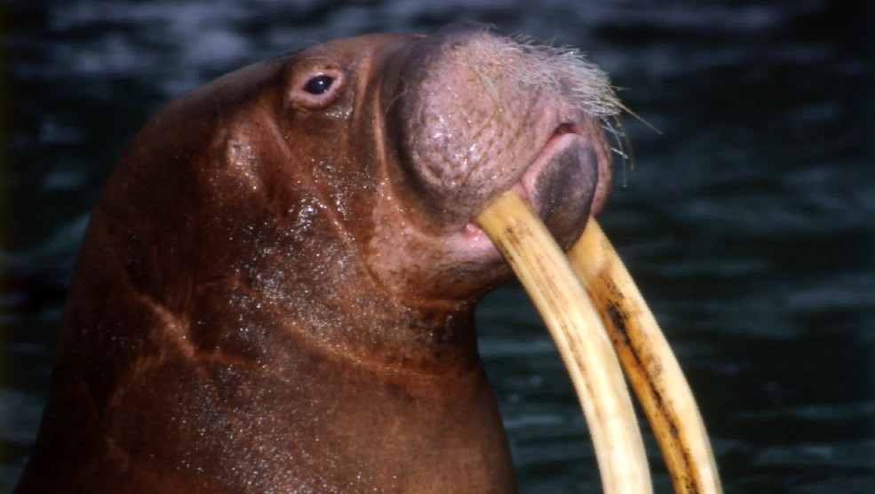 Московский зоопарк планирует потратить 20 миллионов рублей на покупку моржа