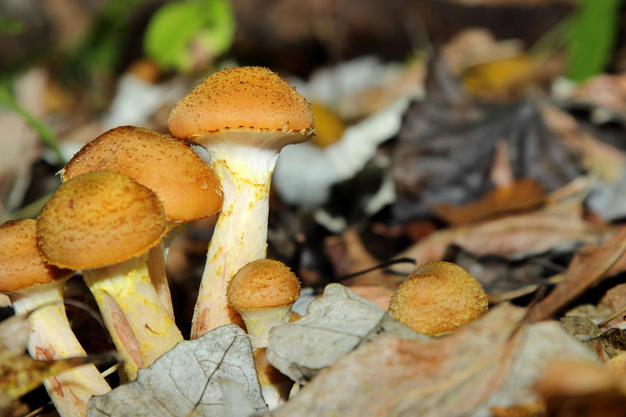 Королевские грибы для засолки, которые появляются в лесу в сентябре грибы,домашний досуг,заготовки,правила сбора