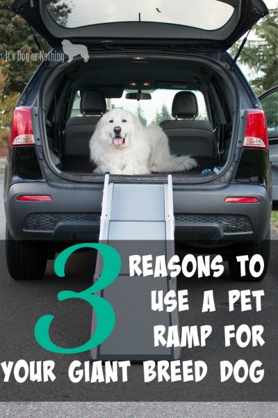 Many of us think that since our giant breed dogs are completely healthy, we don't need to worry about their joints until they get older. We have three reasons why you should consider using a pet ramp for your giant breed dog as well as some information about the Solvit Deluxe Tri-Scope Pet Ramp.
