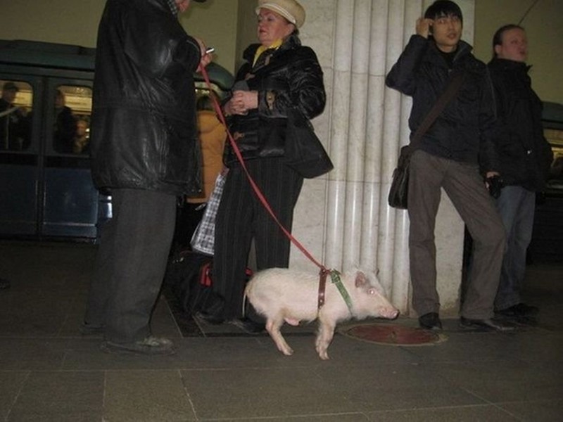 Ручная свинка животные, метро, прикол, фотографии