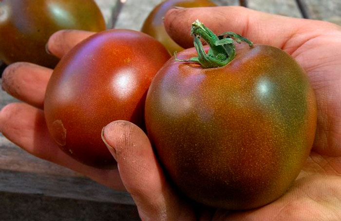 помидоры в руке