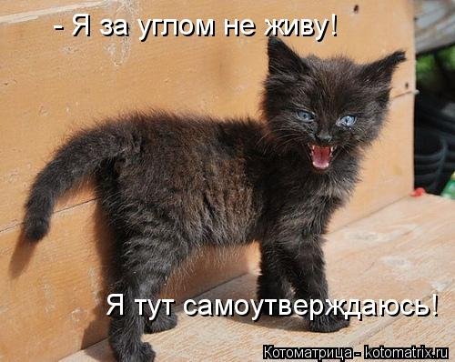 Свежая котоматрица для всех (20 шт)