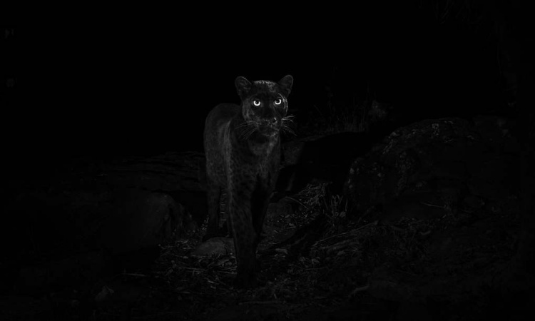 Британскому фотографу удалось заснять редчайшего чёрного леопарда — впервые за последние сто лет супер
