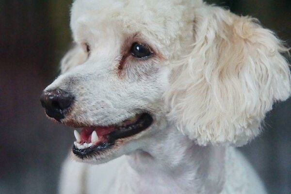 Собачники построили себе «площадку раздора» истории из жизни